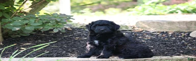 Rex