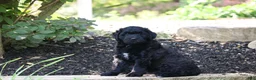 Mini Goldendoodle dogs for sale: Rex - Ad 1