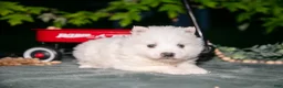 American Eskimo dogs for sale: Icee - Ad 3