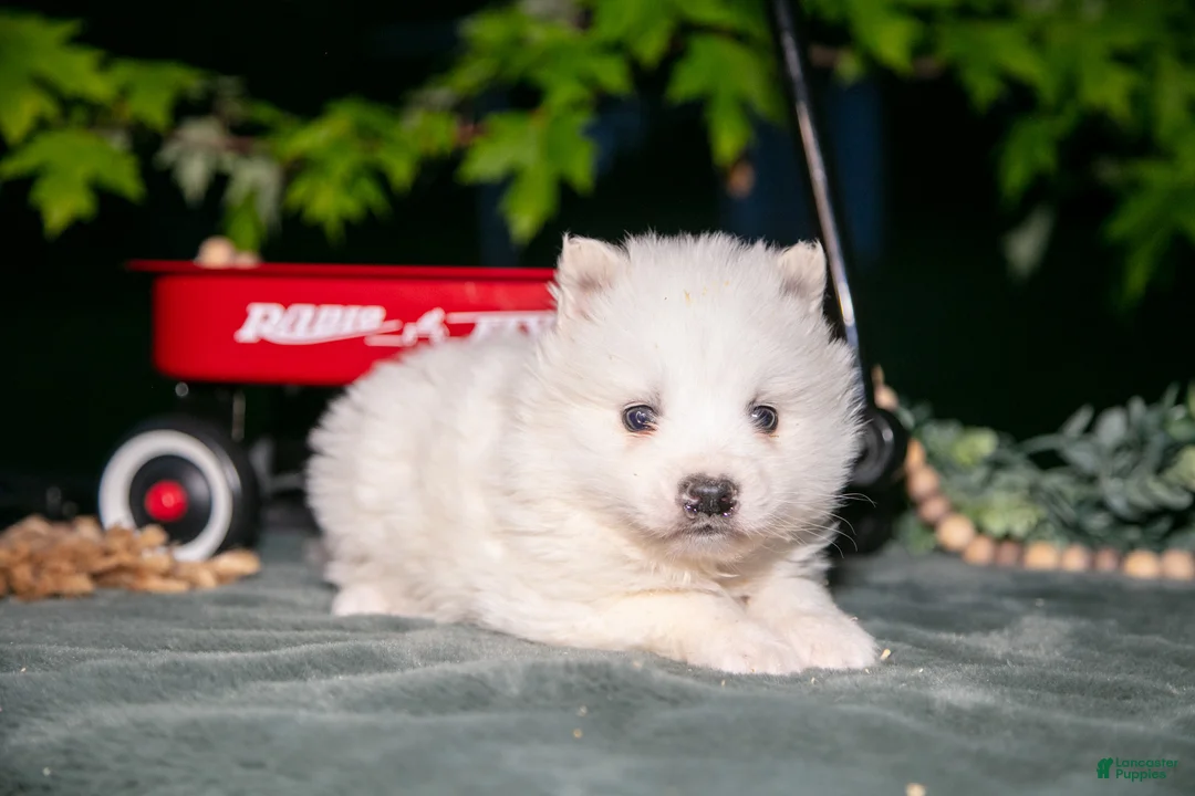 American Eskimo dogs for sale: Icee - Ad 3