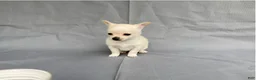 Chihuahua dogs for sale: Maisy - Ad 8