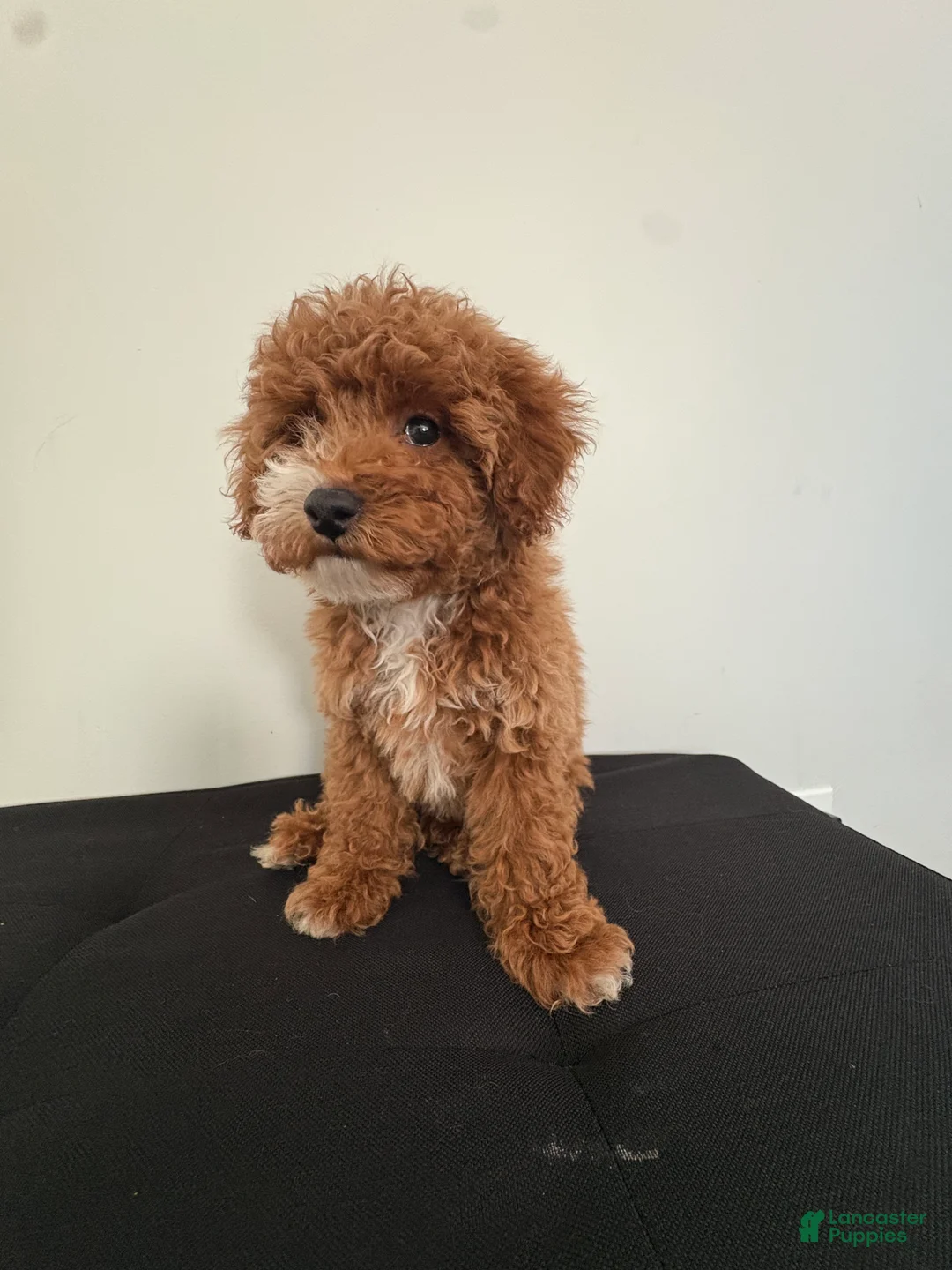 Miniature Poodle dogs for sale: Hendrix - Ad 5