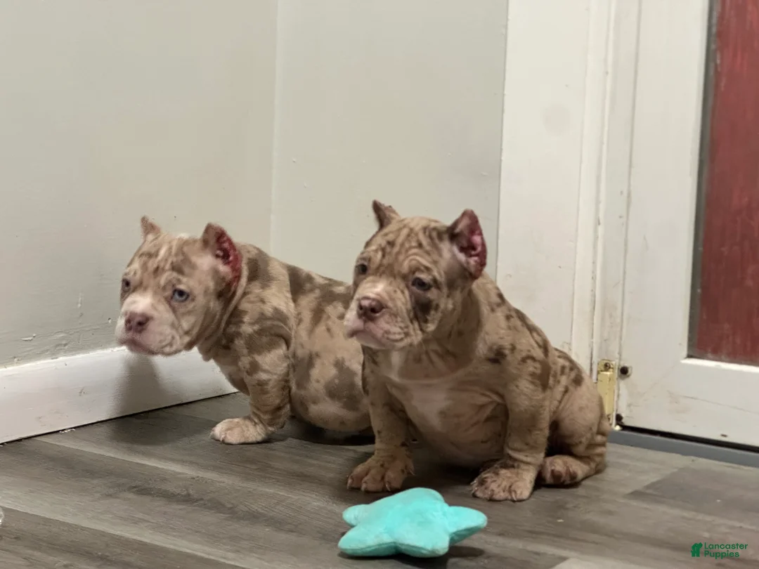 American Bully dogs for sale: Kardi - Ad 6