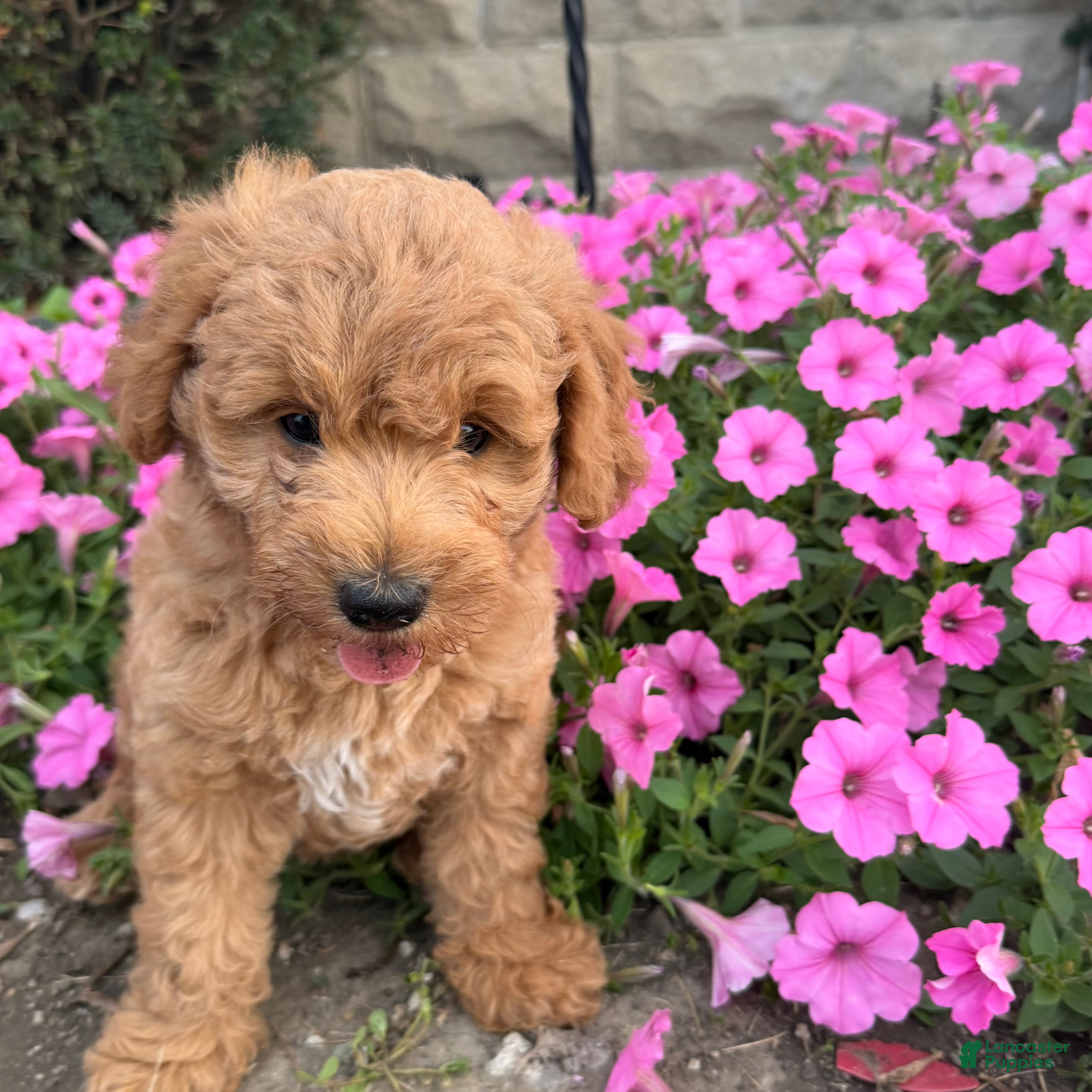 Mini Goldendoodle dogs Lexi Mini Goldendoodle  - Ad 1