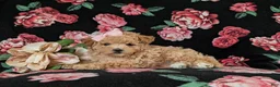 Maltipoo dogs for sale: Reese 8 lbs Full Grown - Ad 7