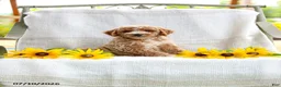 Mini Goldendoodle dogs for sale: Jessie - Ad 5