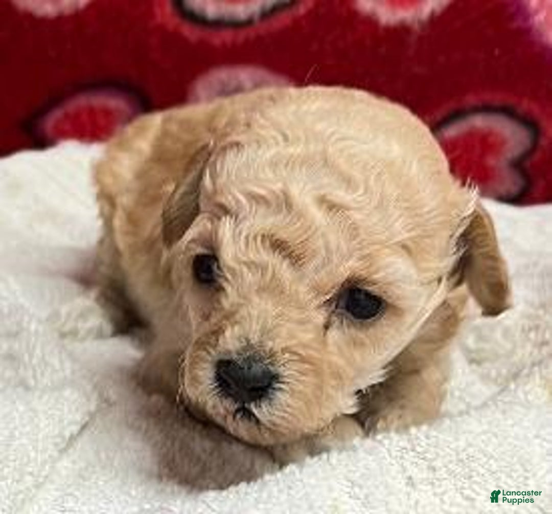Toy Poodle dogs for sale: Odina - Ad 1