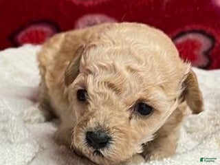Toy Poodle dogs Odina - Ad 17