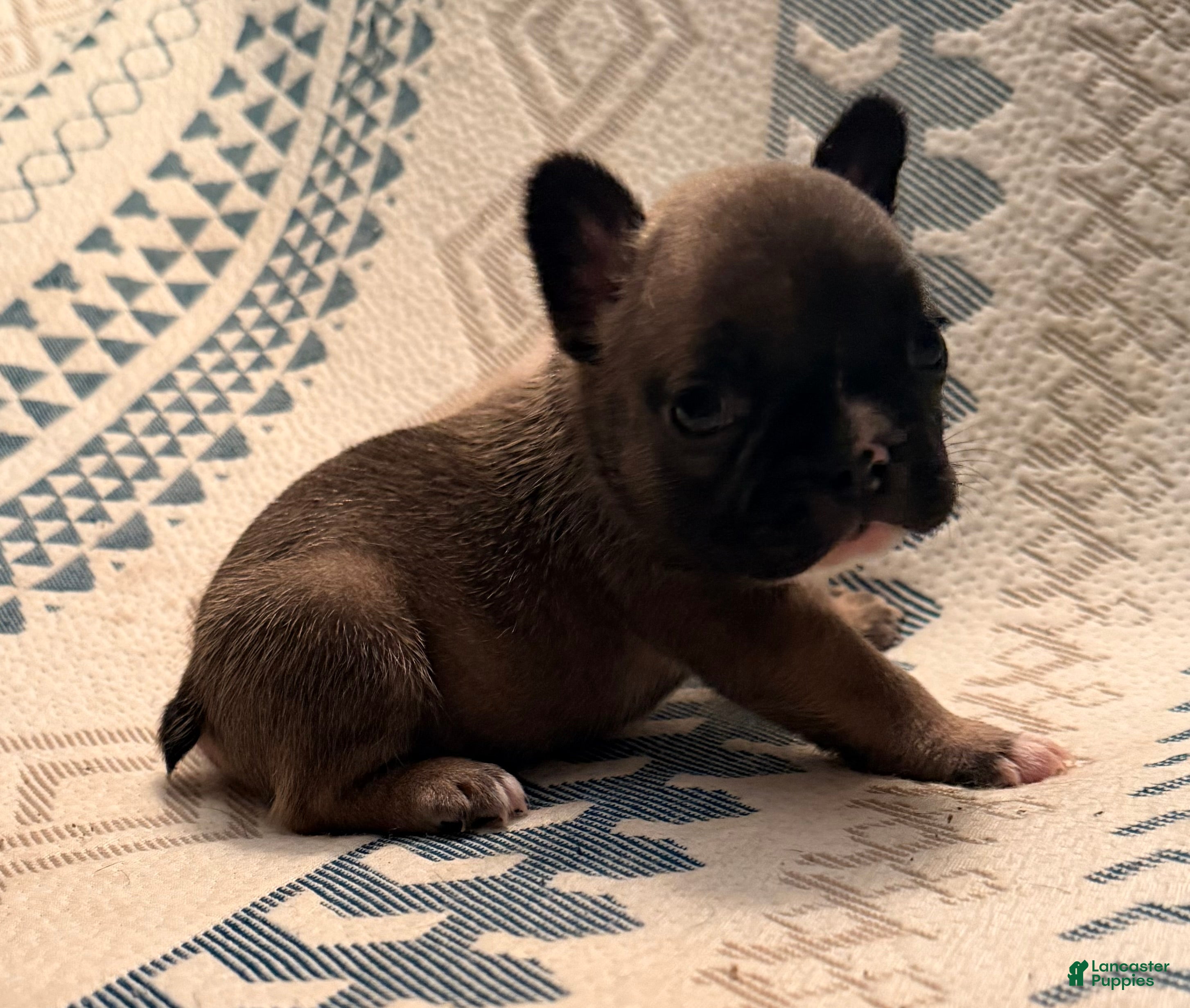 French Bulldog dogs Stew - Ad 2