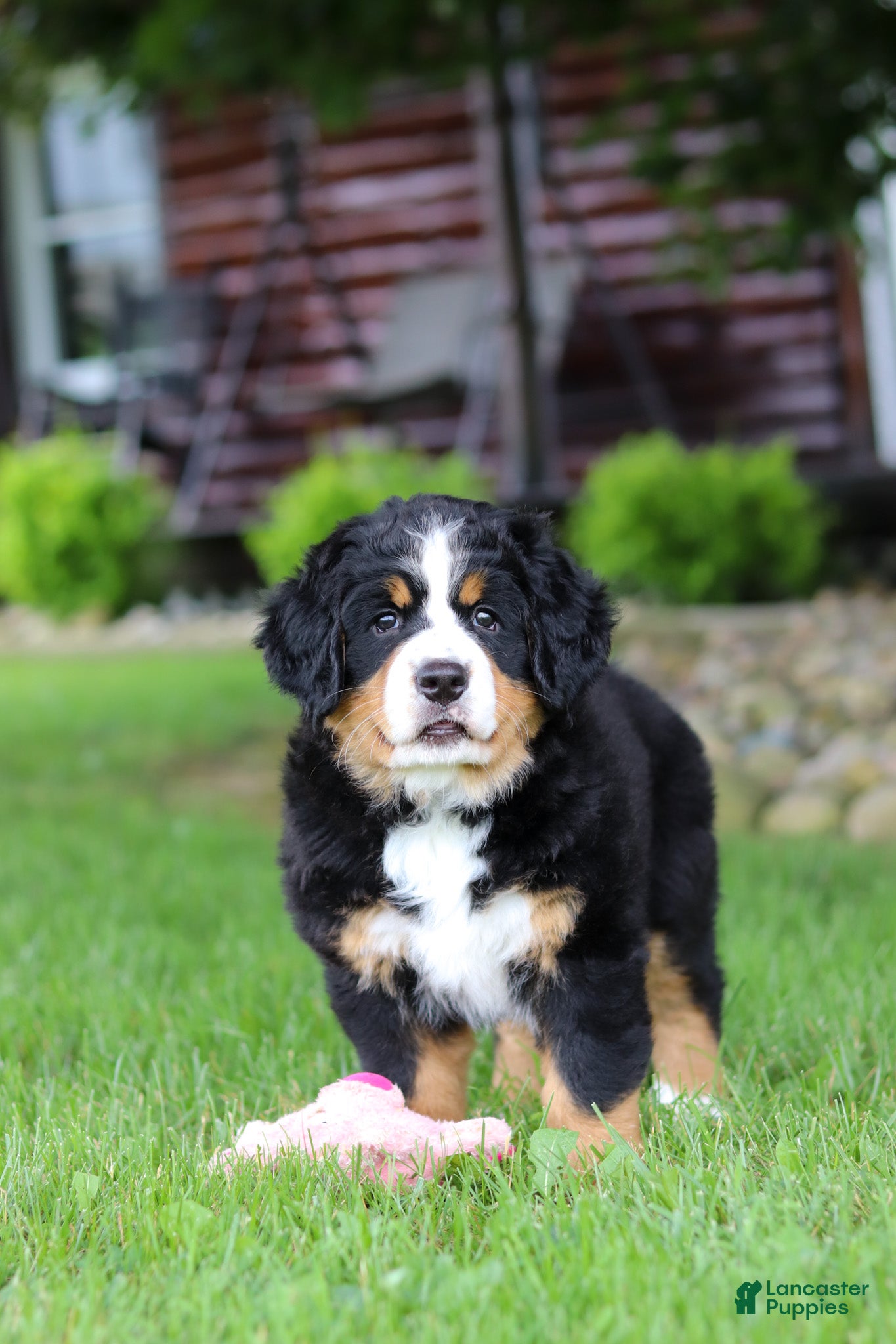 Bernese Mountain Dog dogs Sadie - Ad 2