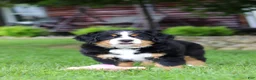 Bernese Mountain Dog dogs for sale: Sadie - Ad 2