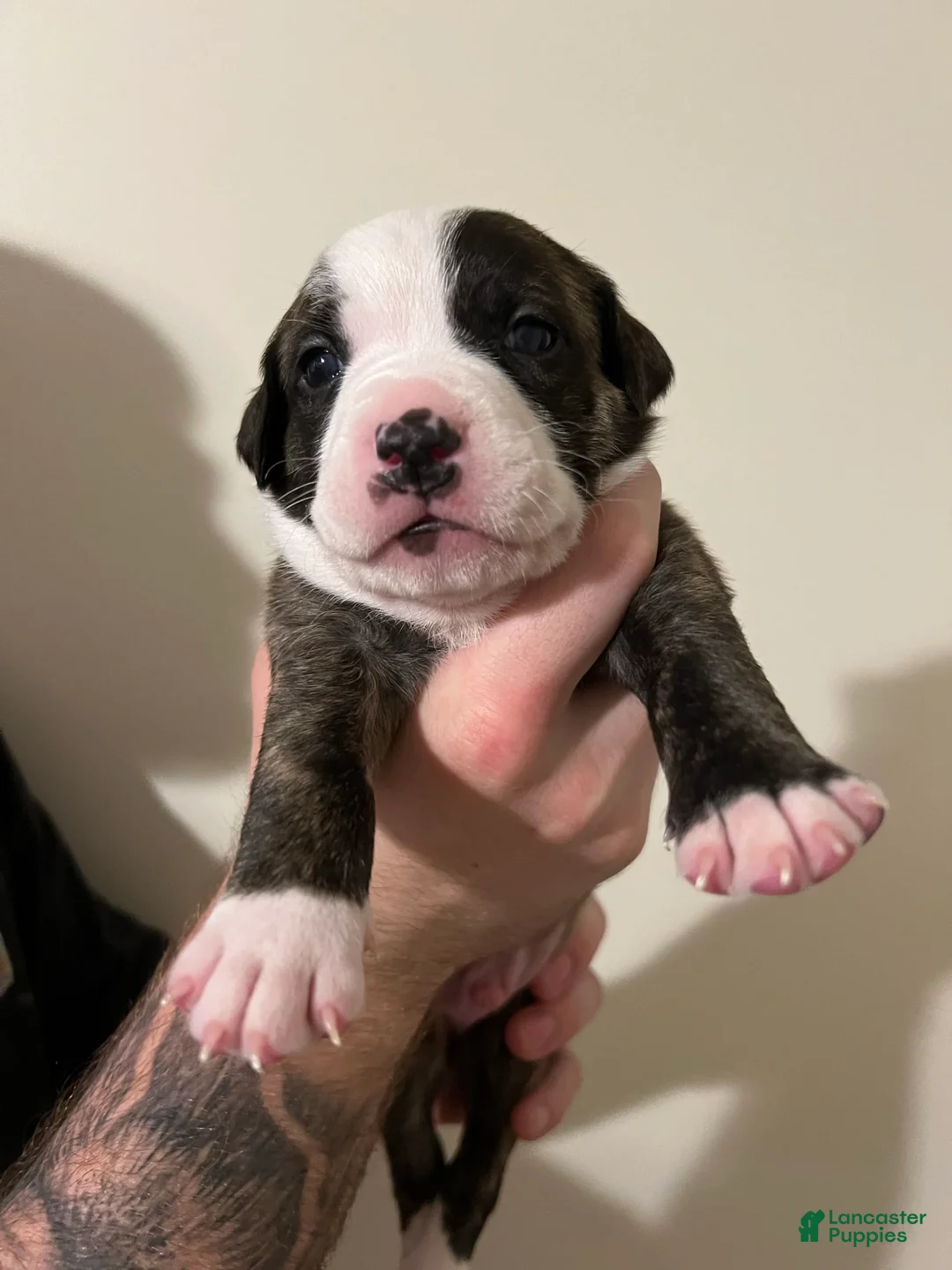 Gallery Image {{count}}