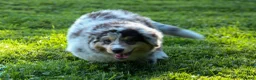 Miniature Australian Shepherd dogs for sale: LANDON [ new pictures] - Ad 10
