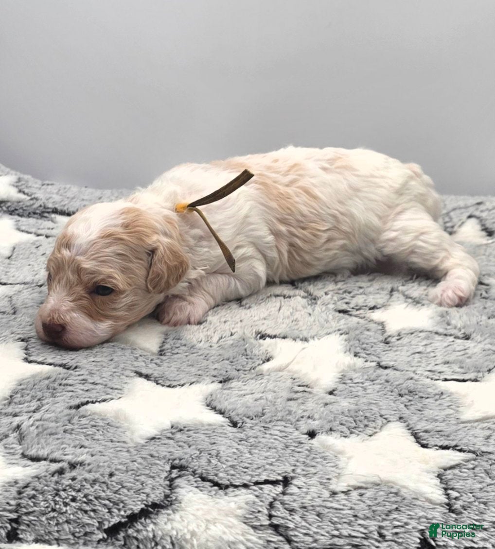 Miniature Poodle dogs for sale: Cupcake  - Ad 1