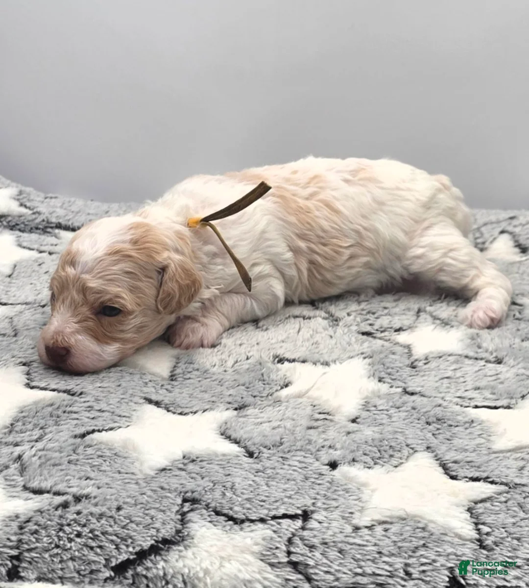 Miniature Poodle dogs for sale: Cupcake  - Ad 1