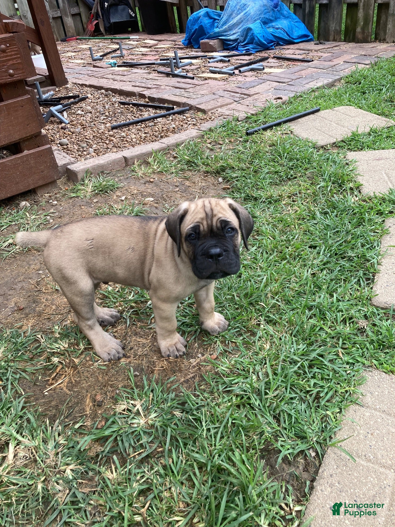 Cane Corso dogs Cane Corso 2 - Ad 1