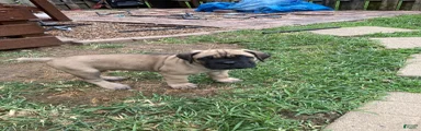 Cane Corso 2