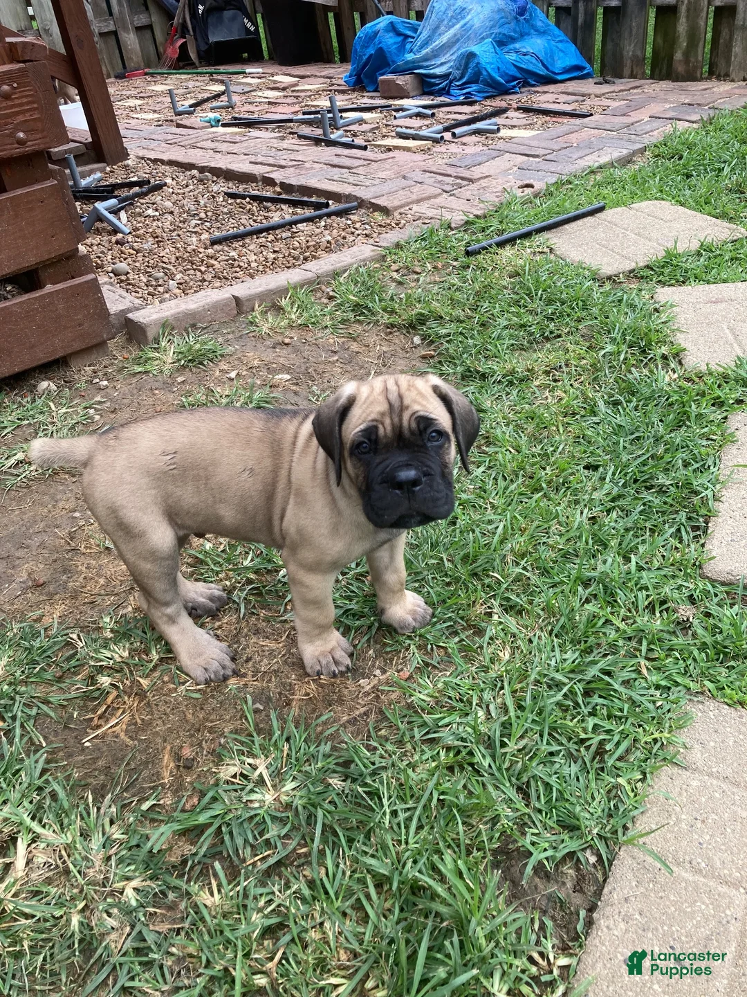 Cane Corso dogs for sale: Cane Corso 2 - Ad 1