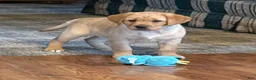 Labrador Retriever dogs for sale: Clare - Ad 3