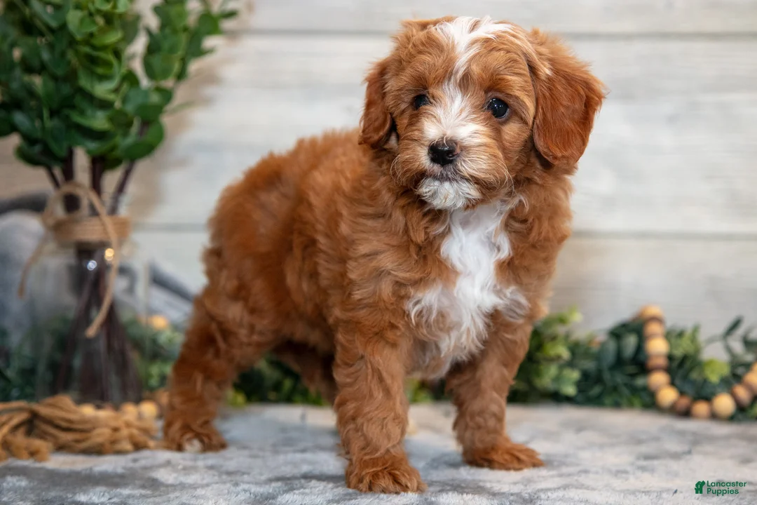 Mini Goldendoodle dogs for sale: Stevie - Ad 2