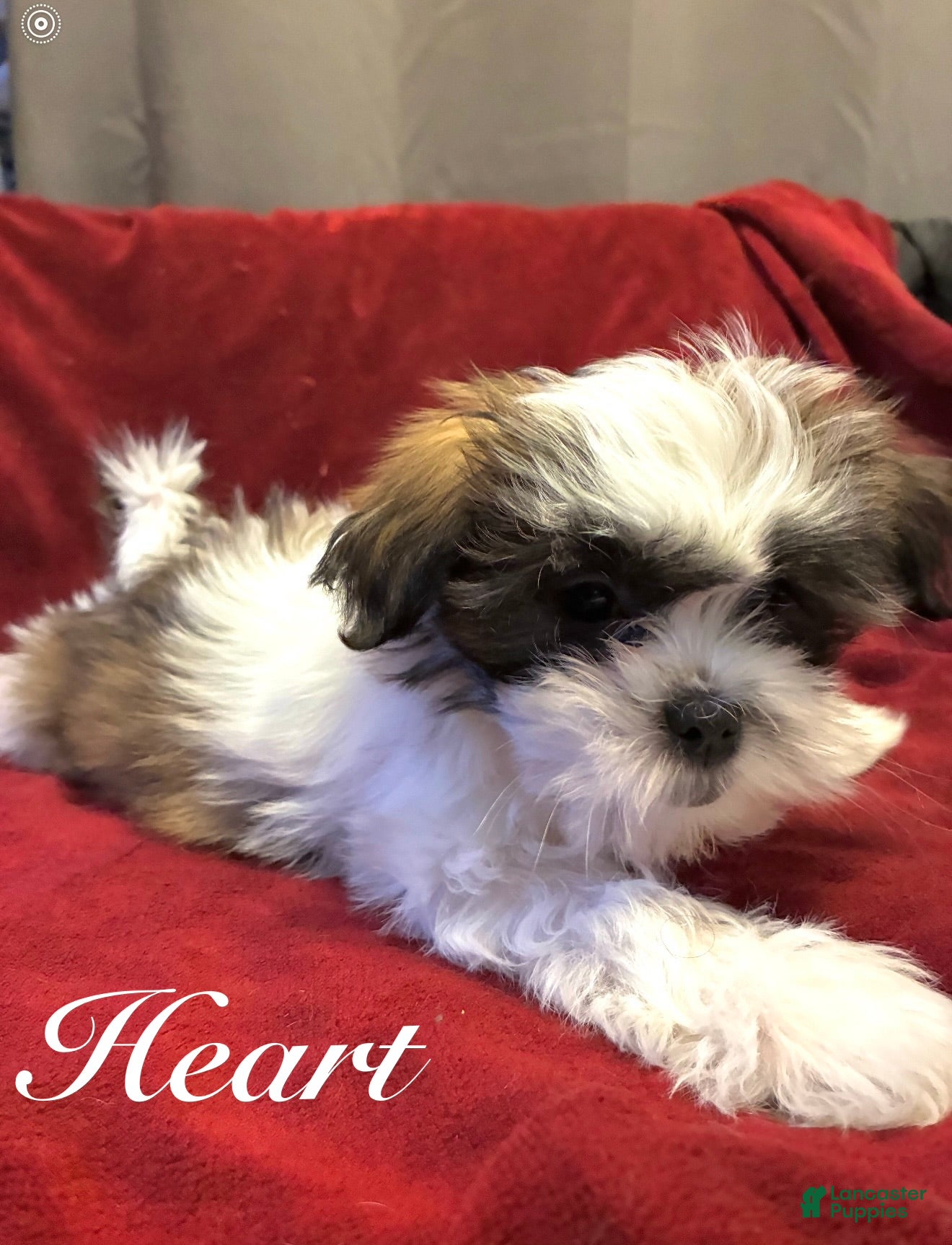 Shih Tzu dogs Heart - Ad 41