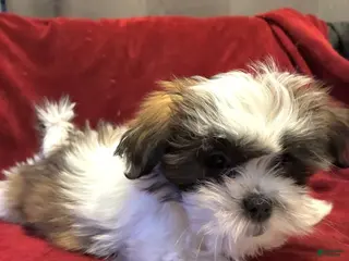 Shih Tzu dogs Heart - Ad 4