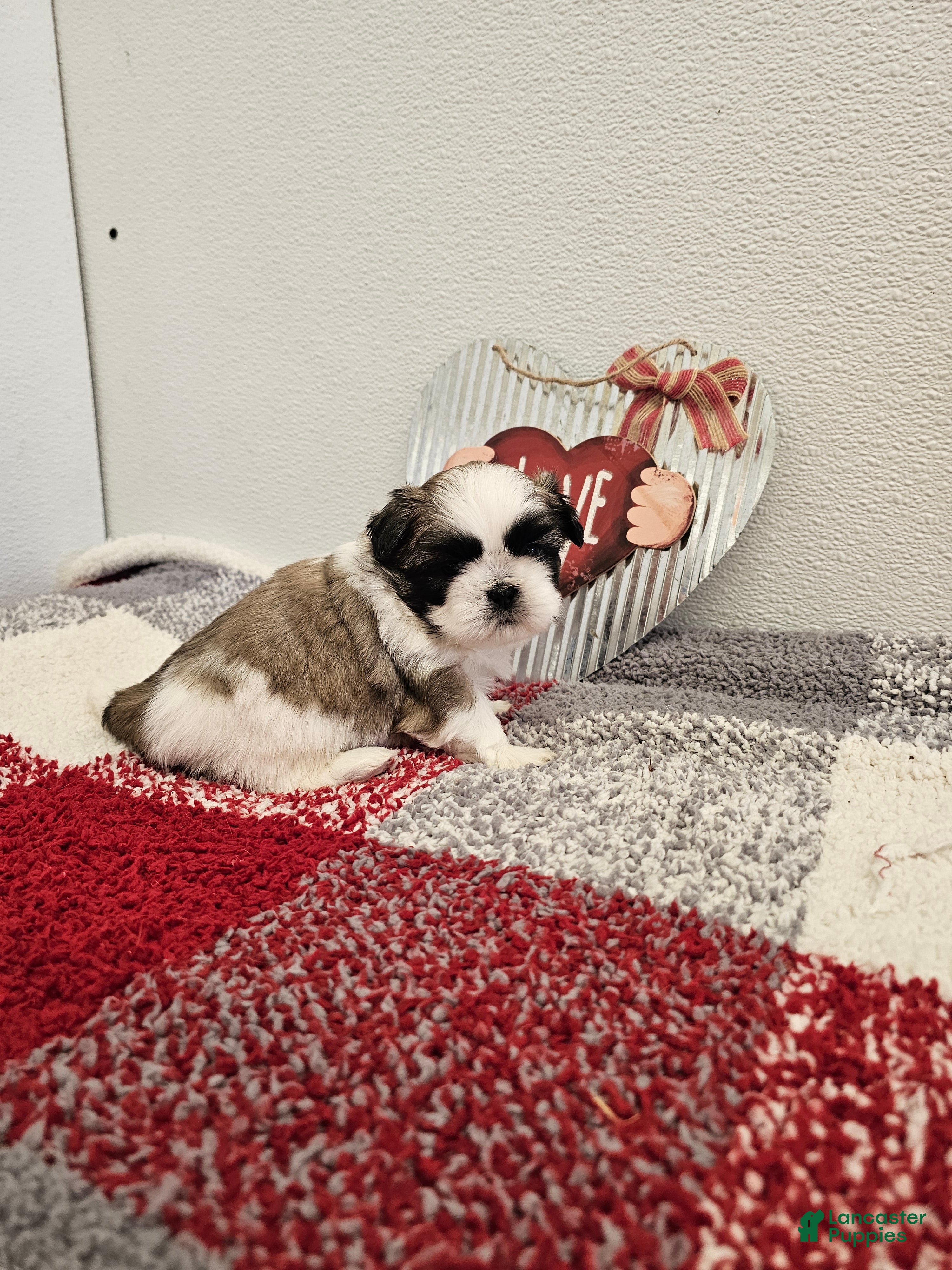 Shih Tzu dogs Chester Ckc - Ad 2