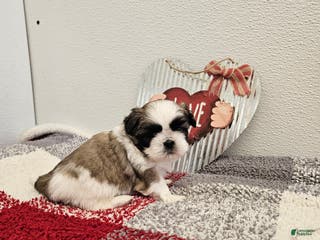 Shih Tzu dogs Chester Ckc - Ad 2