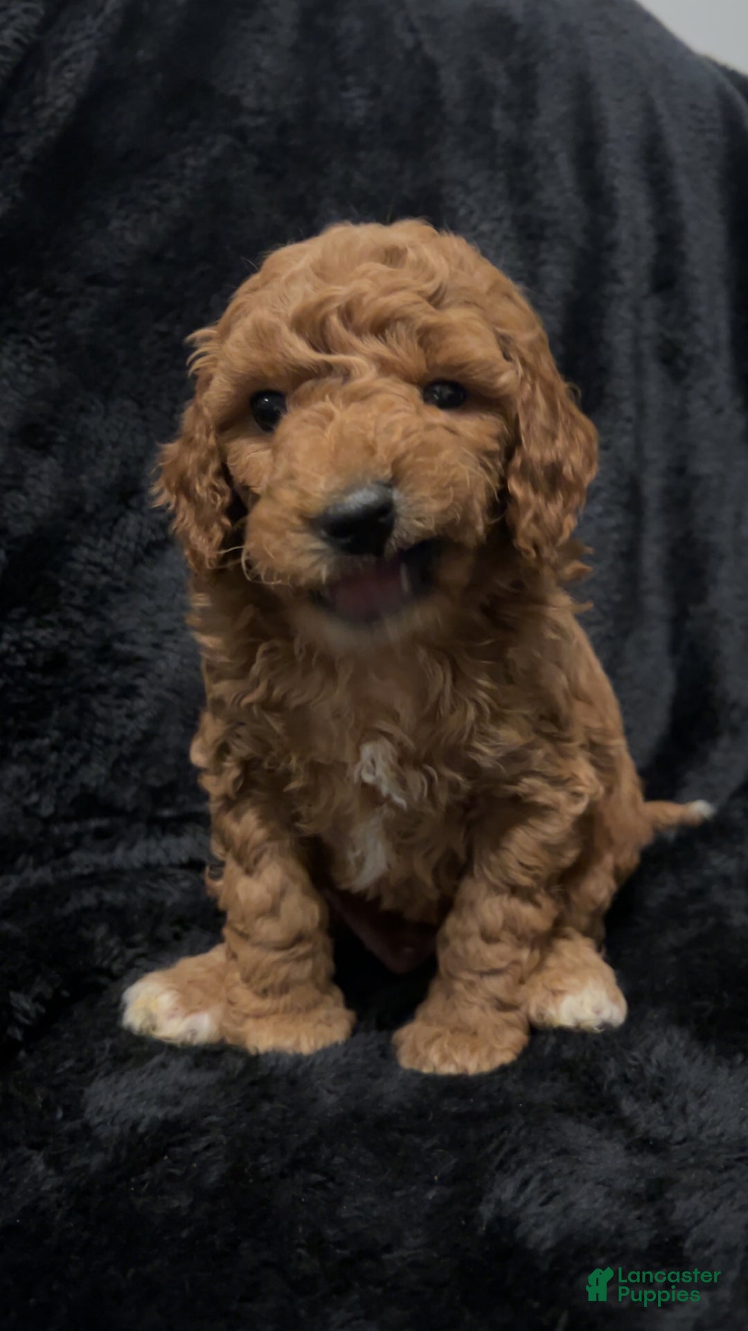 Mini Goldendoodle dogs for sale: Mr Egg Benedict - Ad 2