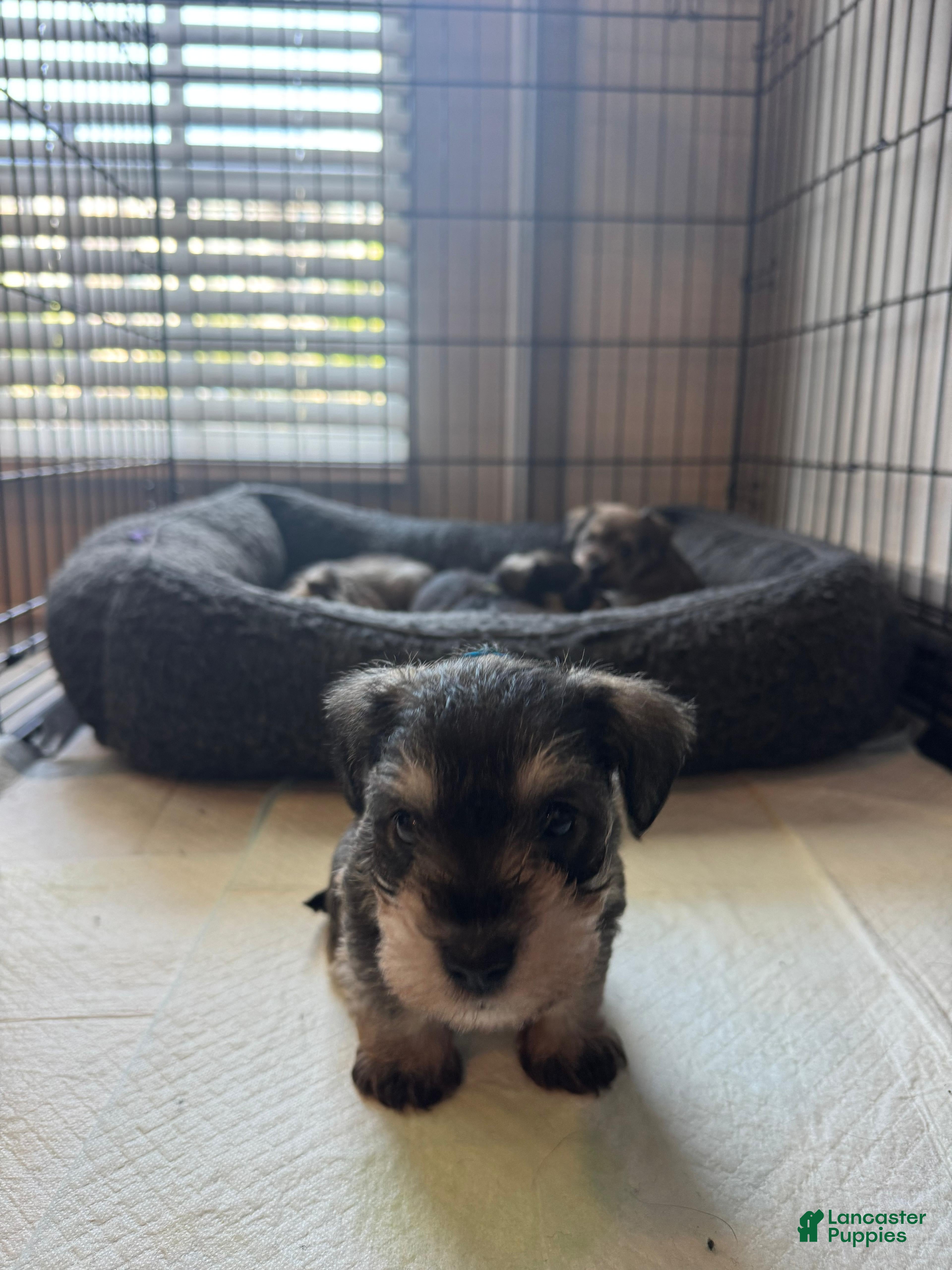 Miniature Schnauzer dogs Miniature Schnauzer Puppy 1 - Ad 1