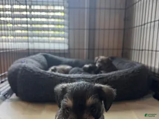 Miniature Schnauzer dogs Miniature Schnauzer Puppy 1 - Ad 1