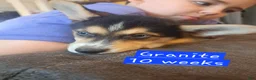 Mixed Breed dogs for sale: Granite - Ad 1