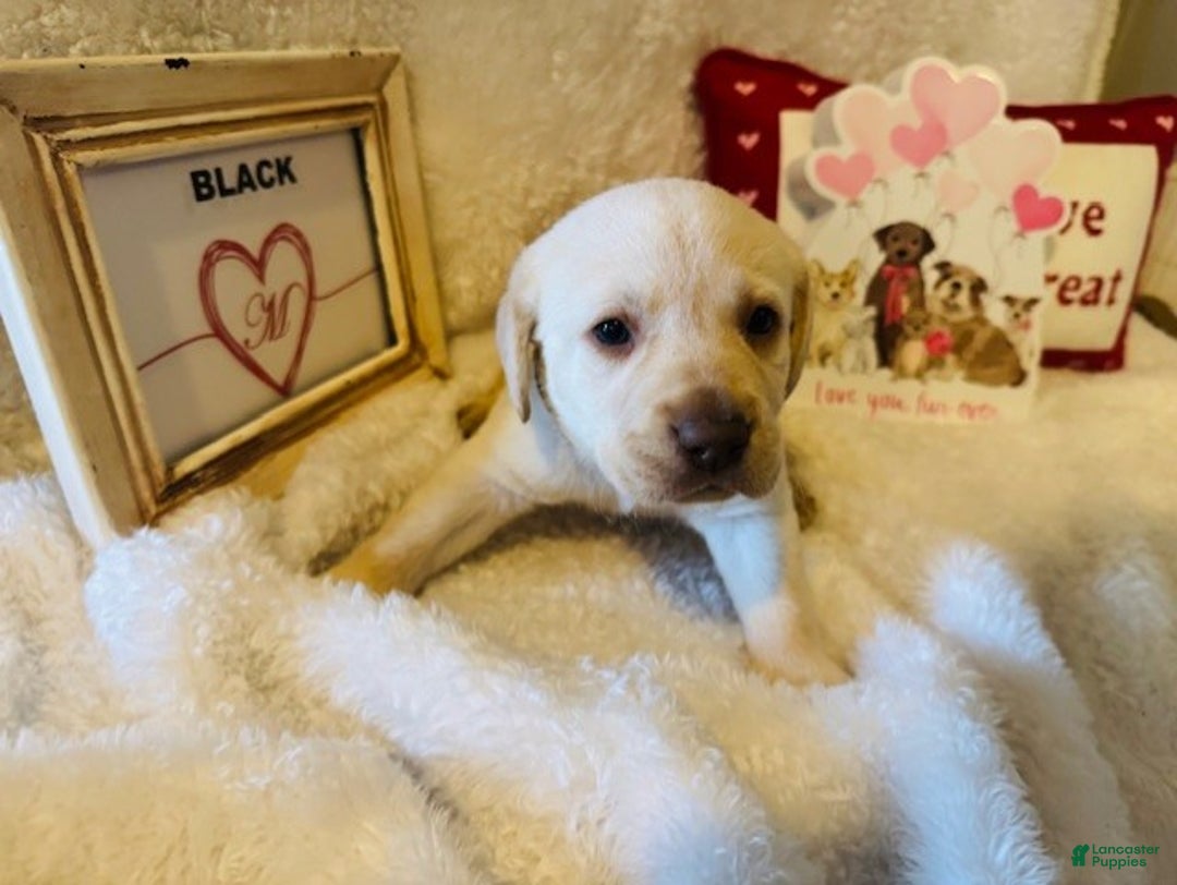 Labrador Retriever dogs for sale: Black Collar - Ad 1