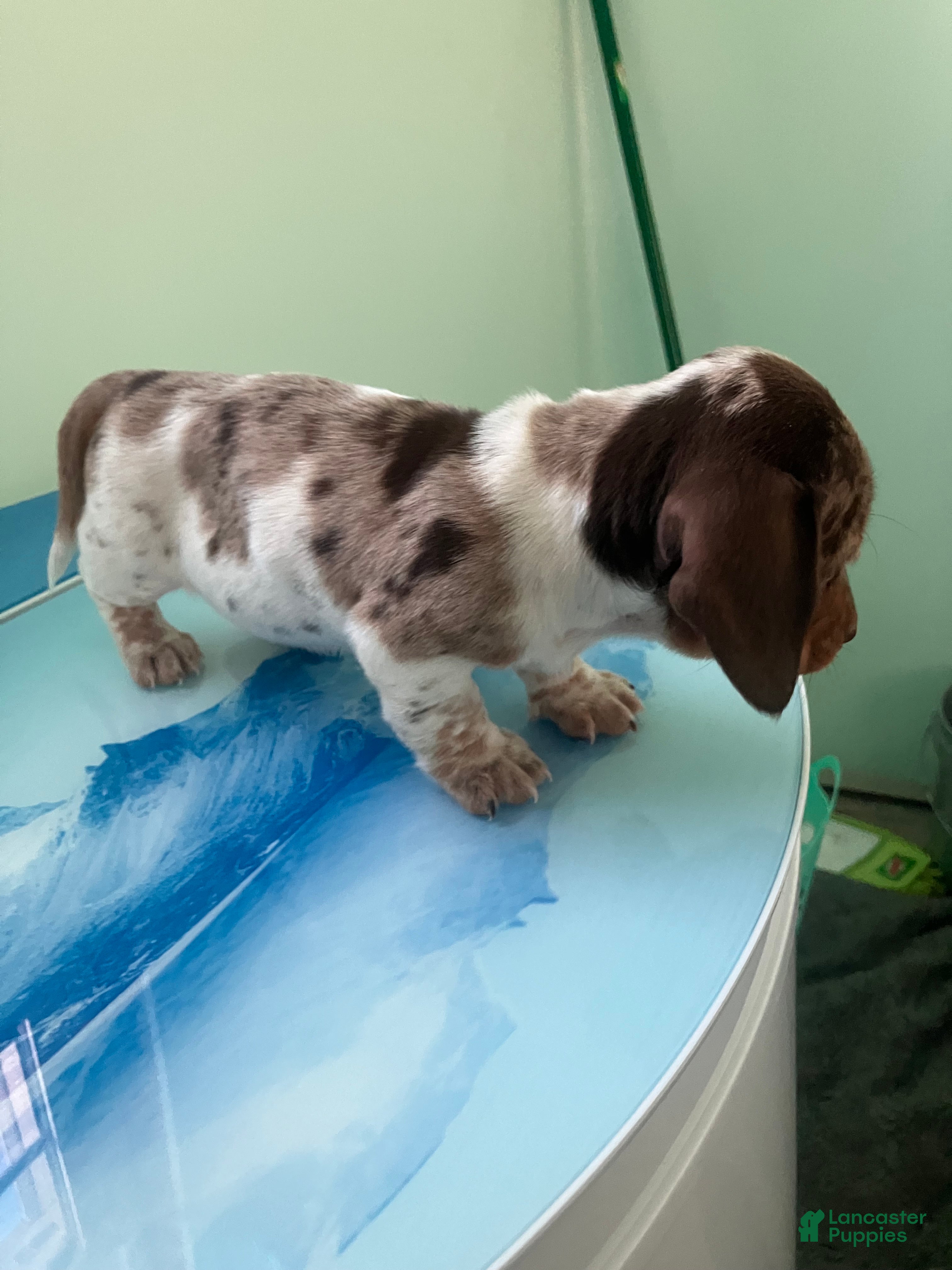 Miniature Dachshund dogs for sale: Akc Lillian - Ad 2