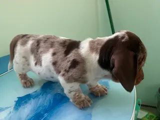 Miniature Dachshund dogs Akc Lillian - Ad 39