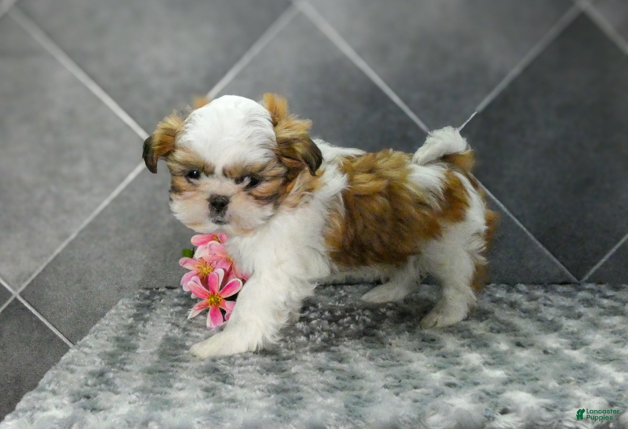Shih Tzu dogs Daisy - Ad 4