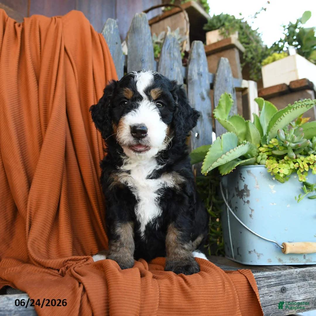 Bernedoodle dogs for sale: Quest - Ad 1