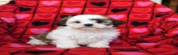 Shih Tzu dogs for sale: Charmer - Ad 4