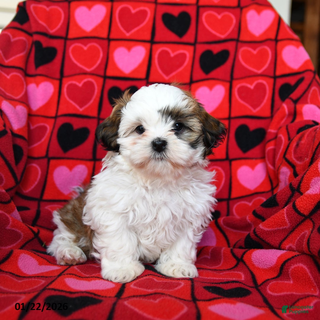 Shih Tzu dogs for sale: Charmer - Ad 4