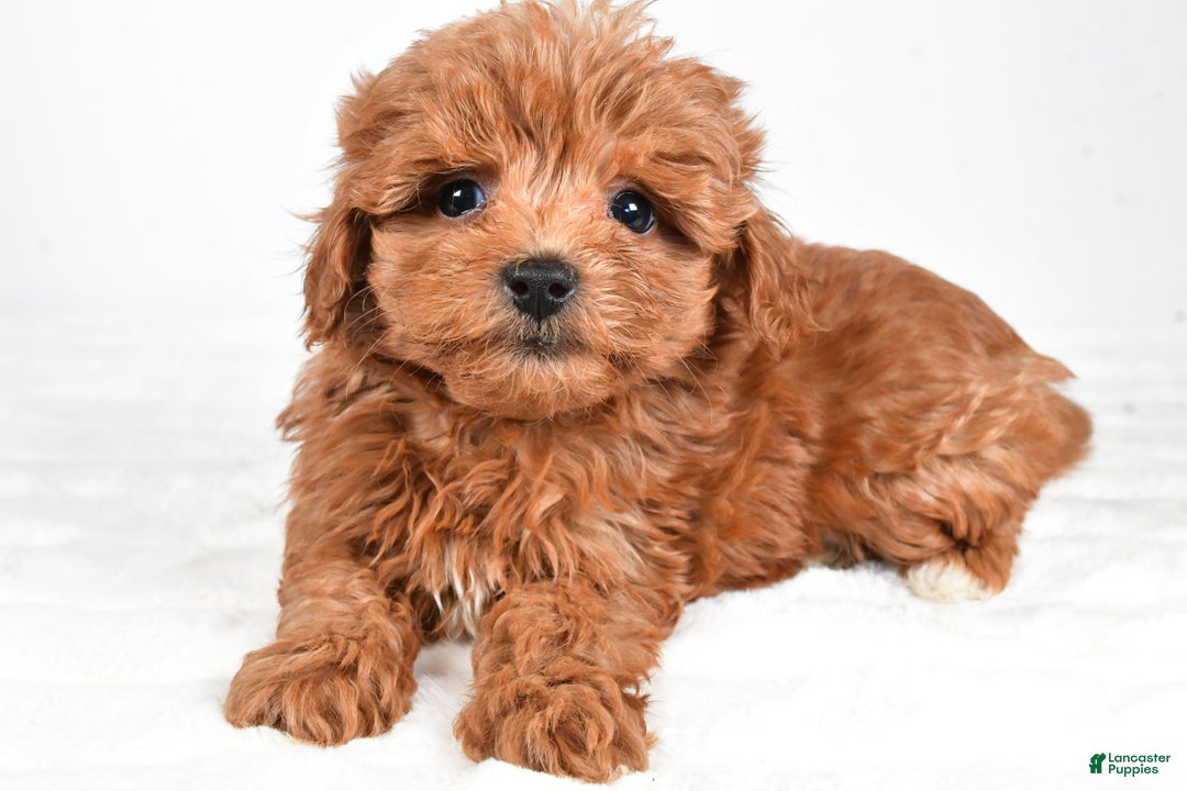 Havapoo dogs for sale: Honey - Ad 2