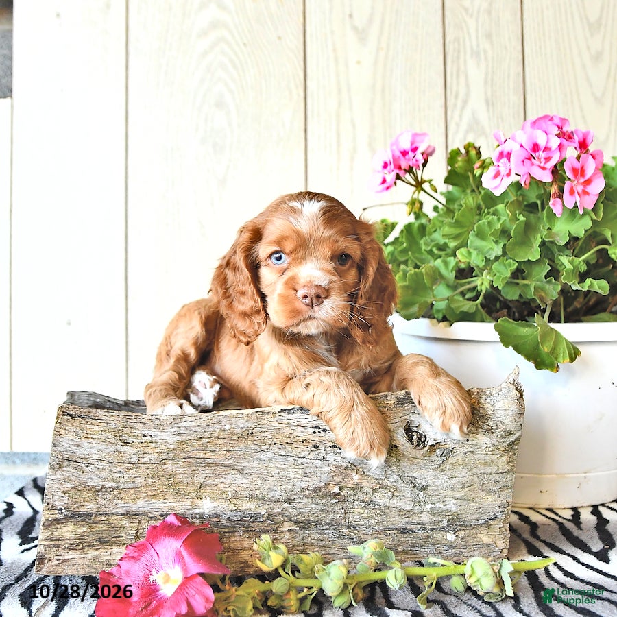 Cocker Spaniel dogs for sale: Ryan - Ad 1