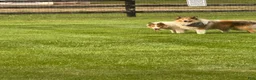 Collie dogs for sale: Collie 3 Sonja - Ad 8