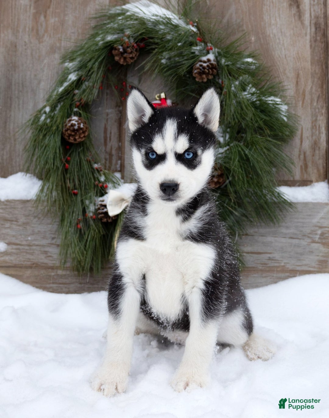 Siberian Husky dogs for sale: Chrissy - Ad 1