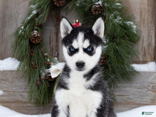 Siberian Husky dogs Chrissy - Ad 16
