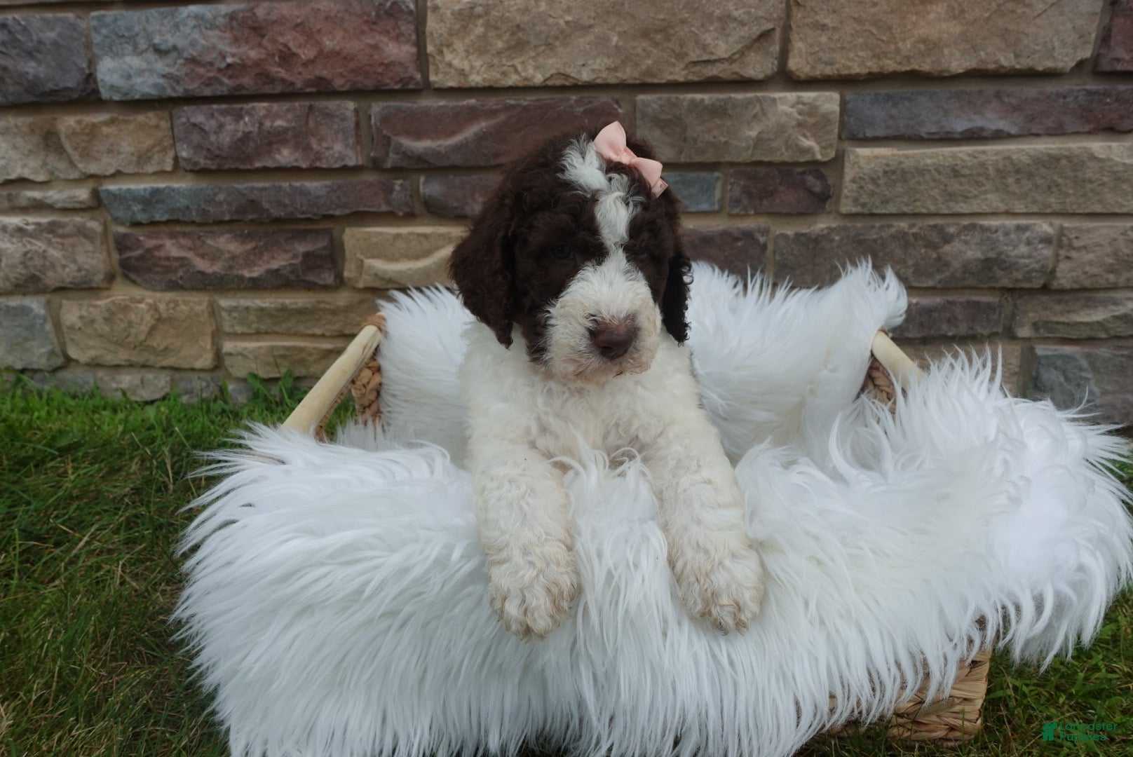 Newfypoo dogs F1b Teddy - Ad 1