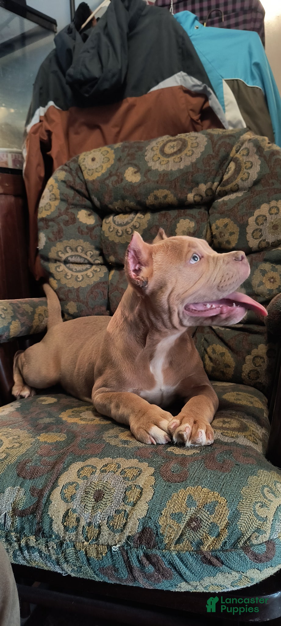 American Bully dogs American Bully Puppy 1 - Ad 2
