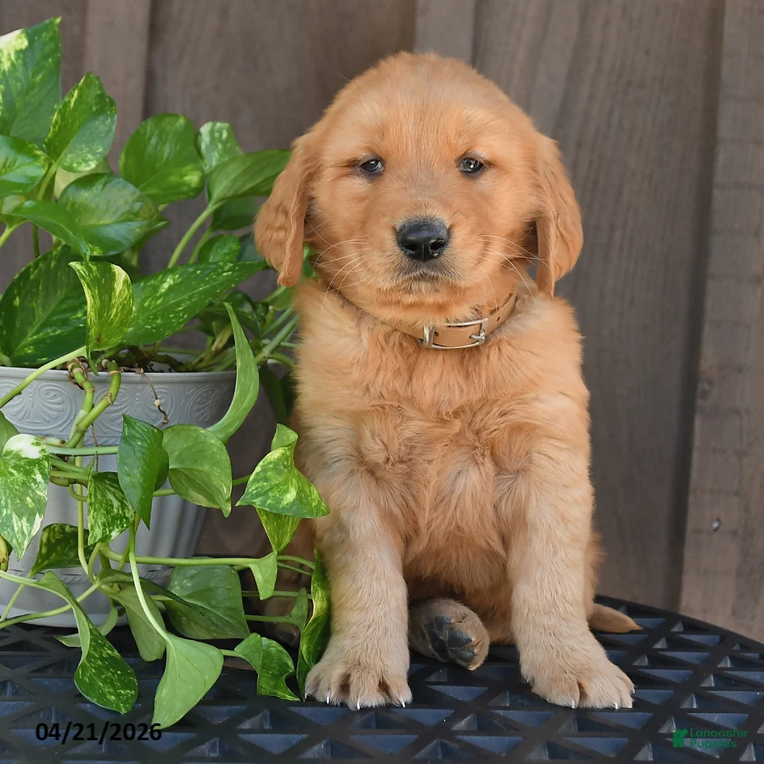 Golden Retriever dogs for sale: Rufus - Ad 2