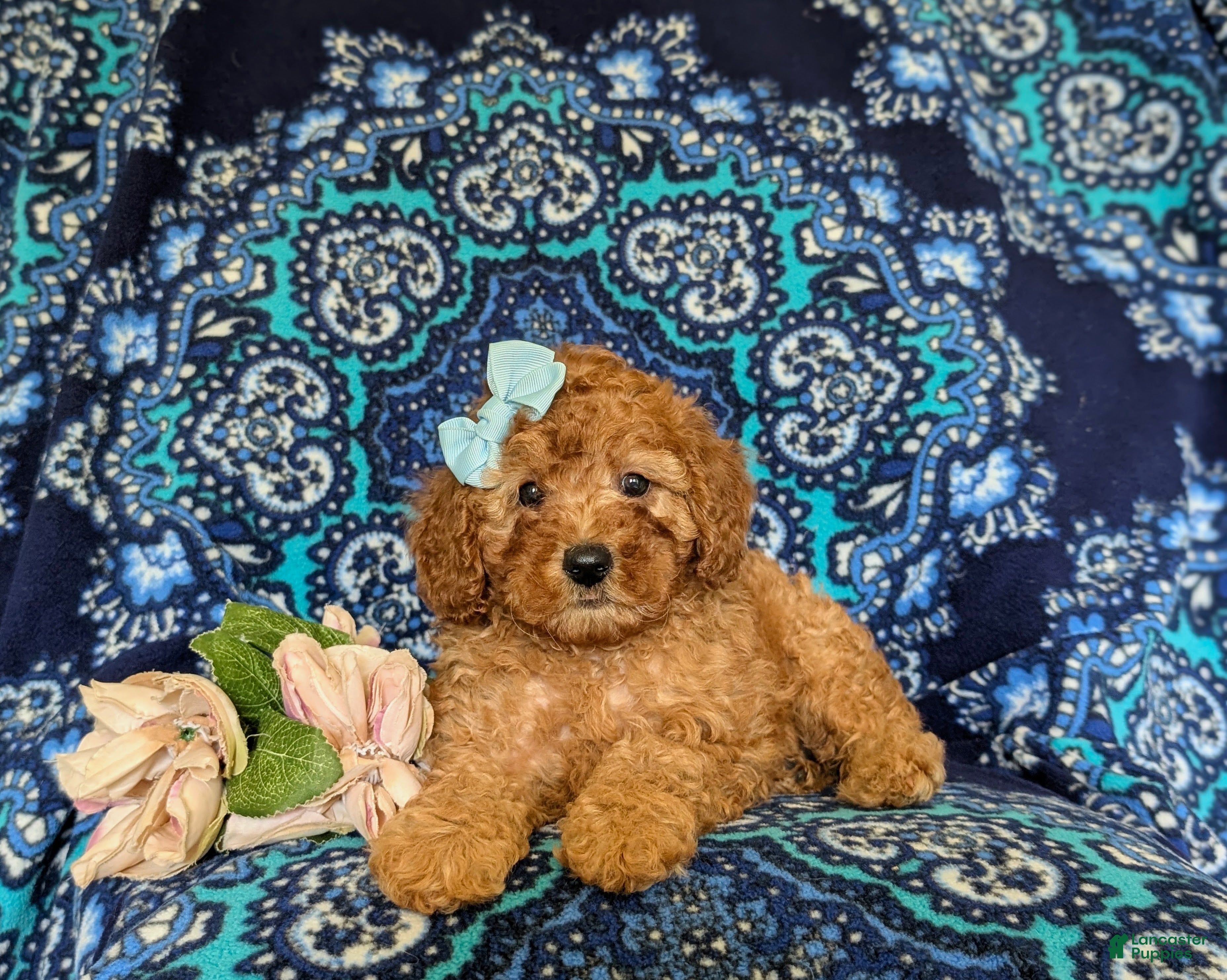 Miniature Poodle dogs Tabetha - Ad 2