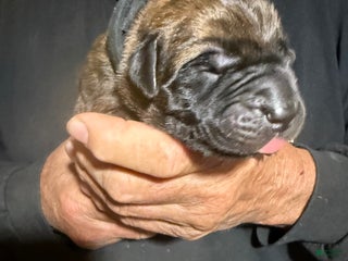 English Mastiff dogs Sherman - Ad 8