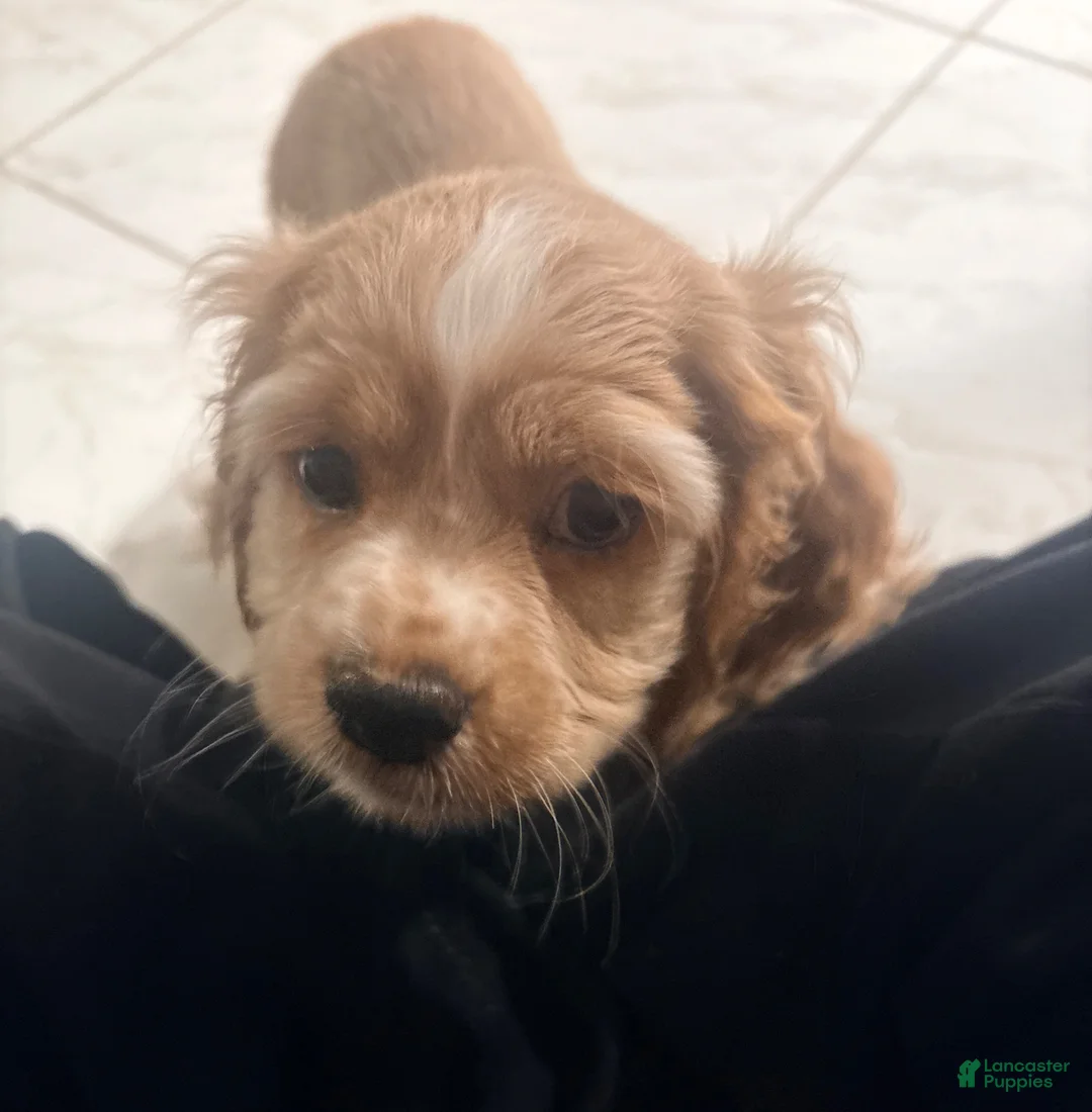 Cocker Spaniel dogs for sale: Cocker Spaniel 1 - Ad 2